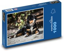 Bernský salašnický pes, odpočívající venku Puzzle 1000 - 60x46 cm