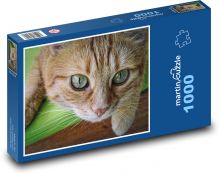 Tygrovaná kočka - kotě, domácí zvíře Puzzle 1000 dílků - 60 x 46 cm