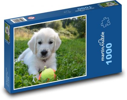 Pies - golden retriever, szczeniak - Puzzle 1000 elementów, rozmiar 60x46 cm