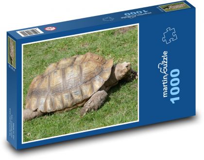 Želva - plaz, zvíře - Puzzle 1000 dílků, rozměr 60x46 cm