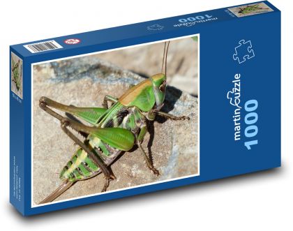 Saranče - zelená kobylka, hmyz - Puzzle 1000 dielikov, rozmer 60x46 cm