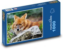 Indický divoký pes - dhoul, zvíře Puzzle 1000 dílků - 60 x 46 cm