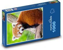 Panda czerwona - zwierzęca, słodka Puzzle 1000 elementów - 60x46 cm