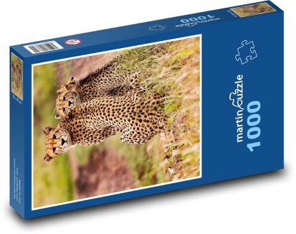 Gepardy - zwierzęta, safari - Puzzle 1000 elementów, rozmiar 60x46 cm