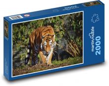 Tygrys, duży kot Puzzle 2000 elementów - 90x60 cm