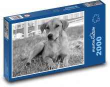 Pes - savec, zvíře Puzzle 2000 dílků - 90 x 60 cm