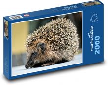 Hedgehog - young, thorns Puzzle 2000 pieces - 90 x 60 cm