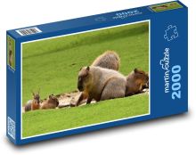Kapybary na trávě Puzzle 2000 - 90x60 cm