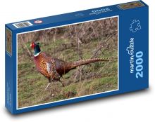 Bažant - pták, zvíře Puzzle 2000 dílků - 90 x 60 cm