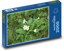 Petrklíč - jaro, květiny Puzzle 2000 dílků - 90 x 60 cm