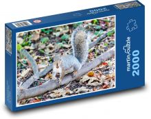 Šedá veverička - zviera, hlodavec Puzzle 2000 dielikov - 90 x 60 cm