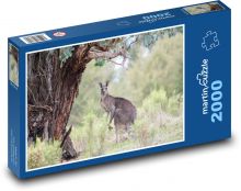 Klokan šedivý - Austrálie, zvíře Puzzle 2000 dílků - 90 x 60 cm