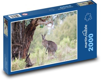Klokan šedivý - Austrálie, zvíře - Puzzle 2000 dílků, rozměr 90x60 cm