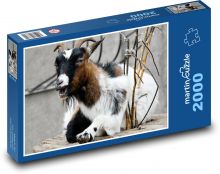Africká trpasličí koza - zvíře, farma Puzzle 2000 dílků - 90 x 60 cm