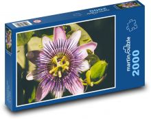 Passionflower - fialový kvet, rastlina Puzzle 2000 dielikov - 90 x 60 cm