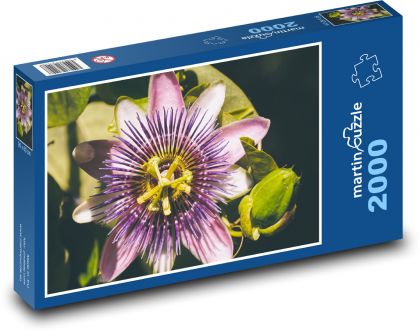 Passionflower - fialový kvet, rastlina - Puzzle 2000 dielikov, rozmer 90x60 cm 