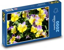 Fioletowe bratki - kolorowe kwiaty, wiosna Puzzle 2000 elementów - 90x60 cm