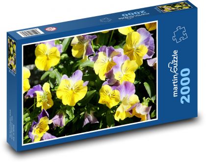 Fioletowe bratki - kolorowe kwiaty, wiosna - Puzzle 2000 elementów, rozmiar 90x60 cm