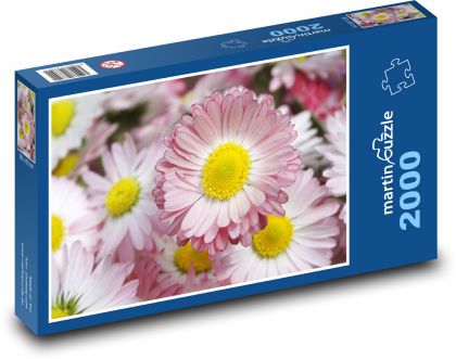 Sedmikrásky - květiny, zahrada - Puzzle 2000 dílků, rozměr 90x60 cm
