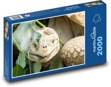 Galapágská obří želva - plaz, zvíře Puzzle 2000 dílků - 90 x 60 cm