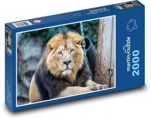 Asian lion - mammal, animal Puzzle 2000 pieces - 90 x 60 cm