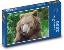 Medvěd kamčatský - zoo Brno, zvíře Puzzle 2000 dílků - 90 x 60 cm