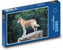 Dingo - divoký pes, Austrália Puzzle 2000 dielikov - 90 x 60 cm