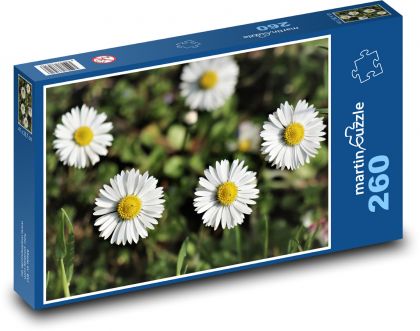Sedmokráska - kvet, biela - Puzzle 260 dielikov, rozmer 41x28,7 cm