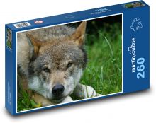 Vlk - dravec, zvíře Puzzle 260 dílků - 41 x 28,7 cm