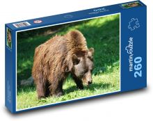Medvěd hnědý - zvíře, dravec Puzzle 260 dílků - 41 x 28,7 cm
