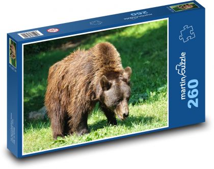 Medvěd hnědý - zvíře, dravec - Puzzle 260 dílků, rozměr 41x28,7 cm