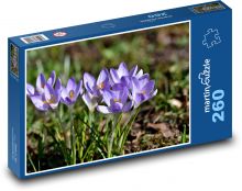Purple crocus - spring plant, flowers Puzzle 260 pieces - 41 x 28.7 cm 