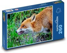 Liška - divoké zvíře, savec Puzzle 260 dílků - 41 x 28,7 cm