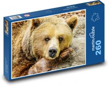 Medvěd hnědý - zvíře, zoo Puzzle 260 dílků - 41 x 28,7 cm