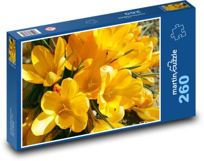 Žlté krókusy - jarné kvety, záhrada - Puzzle 260 dielikov, rozmer 41x28,7 cm