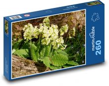 Petrklíč - žluté květy, květina Puzzle 260 - 41x28,7 cm
