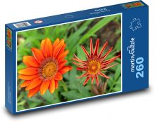 Oranžová gazánie - květ, zahrada Puzzle 260 dílků - 41 x 28,7 cm