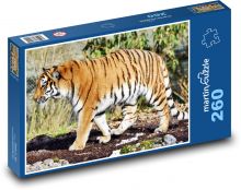 Tyger - duży kot, drapieżnik Puzzle 260 elementów - 41x28,7 cm
