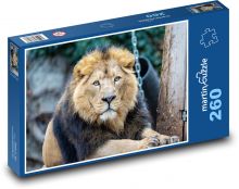 Asijský lev - savec, zvíře Puzzle 260 dílků - 41 x 28,7 cm