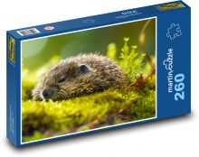 Vydra - zvíře, příroda Puzzle 260 dílků - 41 x 28,7 cm