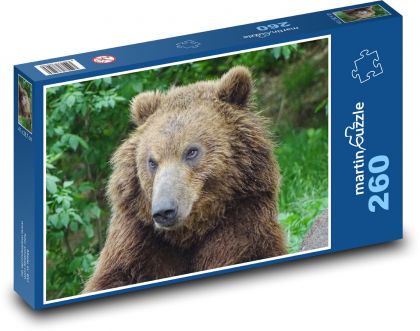 Medveď kamčatský - ZOO Brno, zviera - Puzzle 260 dielikov, rozmer 41x28,7 cm