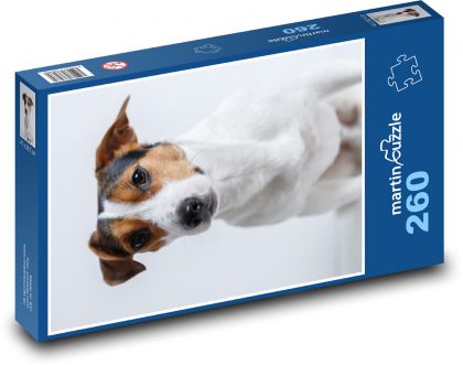 Pies - Jack Russell, zwierzak domowy - Puzzle 260 elementów, rozmiar 41x28,7 cm
