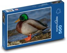 Kačer - břeh jezera, vodní zvíře Puzzle 500 - 46x30 cm