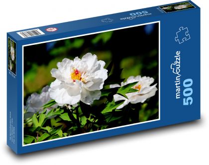 Bílé pivoňky - květy, zahrada - Puzzle 500 dílků, rozměr 46x30 cm