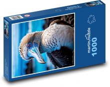 Teriér s modrými nohami - morský vták Puzzle 1000 dielikov - 60 x 46 cm