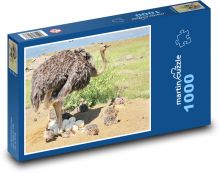 Pštros - pták Puzzle 1000 - 60x46 cm