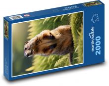 Svišť - hlodavec Puzzle 2000 - 90x60 cm