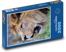 Barbarský lev Puzzle 2000 dílků - 90 x 60 cm