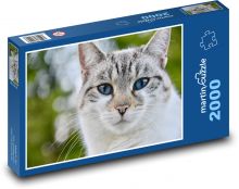 Kočka Puzzle 2000 dílků - 90 x 60 cm