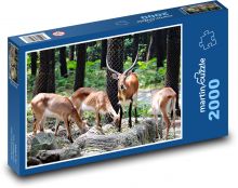 Zvířata - gazela Puzzle 2000 - 90x60 cm